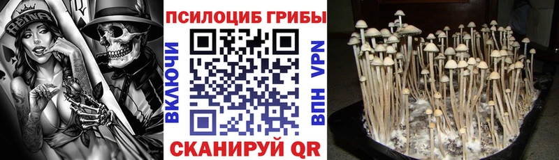 MEGA вход  что такое   Советск  Галлюциногенные грибы мицелий 